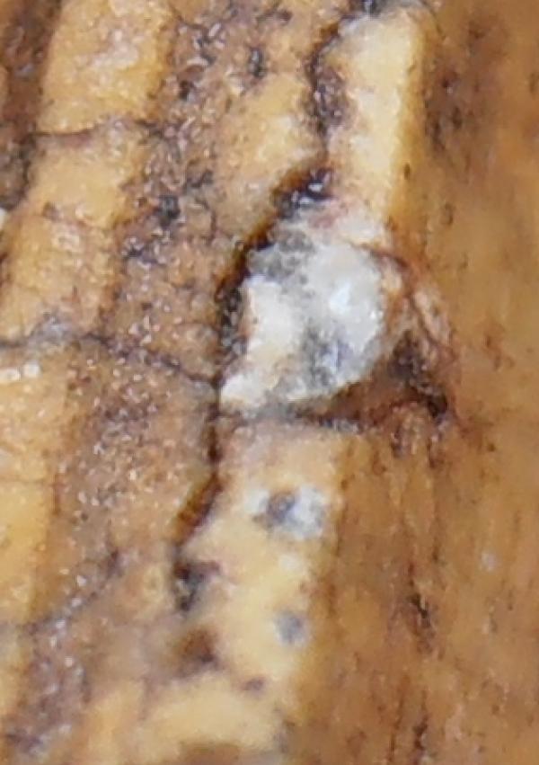 พระภูธร